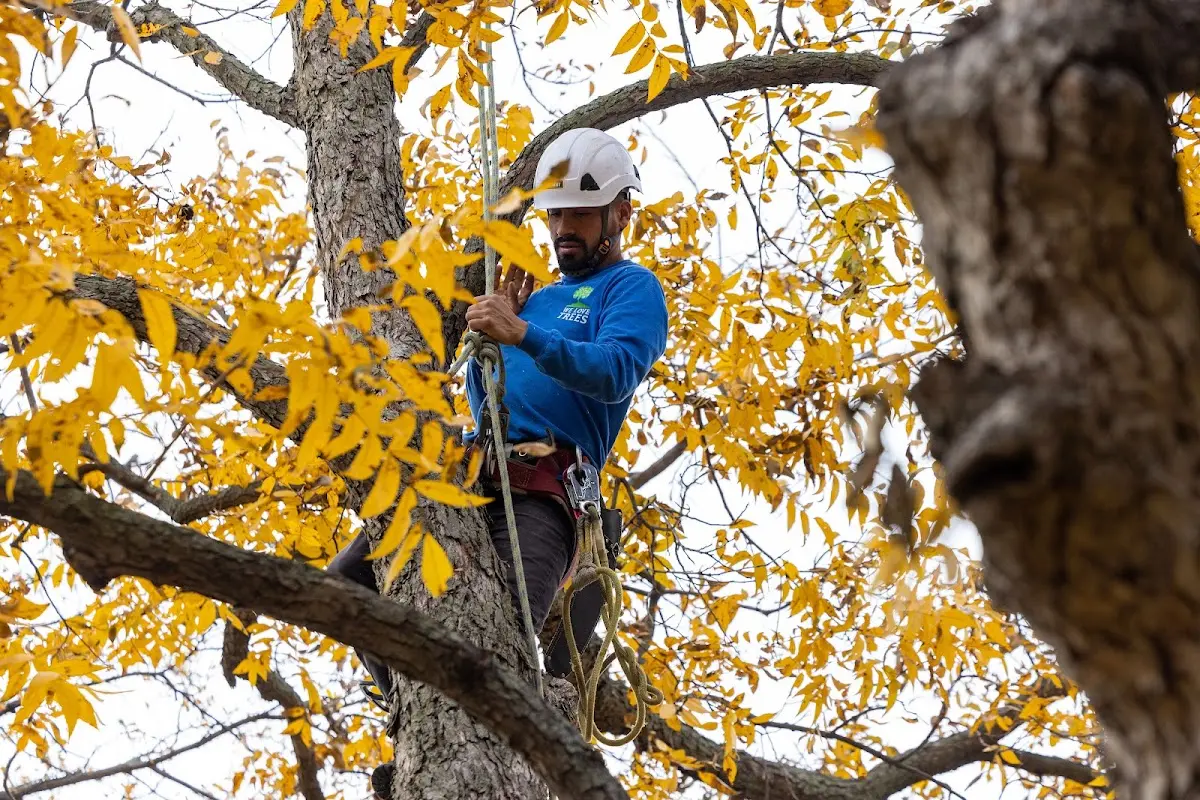 Skilled Tree Transplanting crew working in Saverton